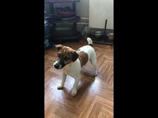 Утренний расколбас