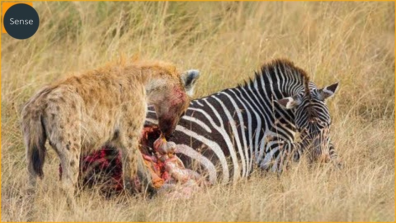 15 Moments Merciless Hyenas Attacking And Eating Animals