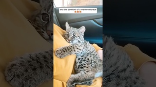 Kind-hearted people saved a baby bobcat #shorts