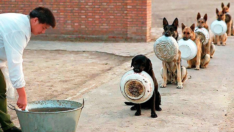 10 Best Trained Disciplined Dogs in the