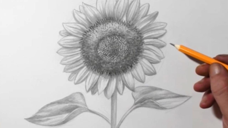 How to Draw a Sunflower, Pencil