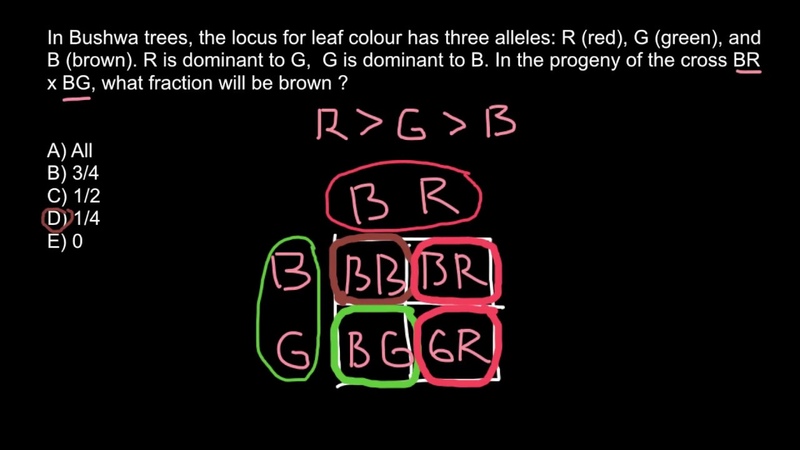 Three allele