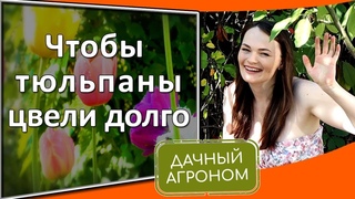 Чтобы тюльпаны цвели долго! Как выкапывать тюльпаны каждый год