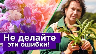 ПИОНЫ И ИРИСЫ ОТЦВЕЛИ: ЧТО ДЕЛАТЬ ДАЛЬШЕ Обрезка, подкормка и подготовка к зиме