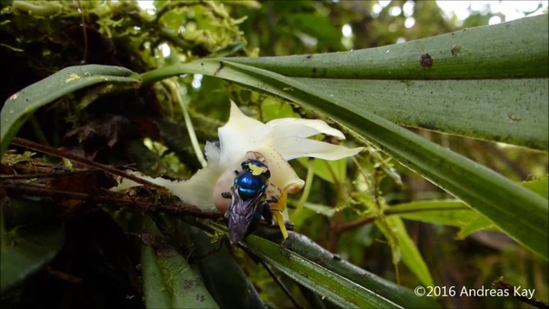 Orchid bees on Chondrorhyncha
