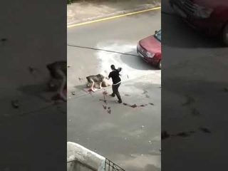Саратовцы спасли мопса из пасти алабая
