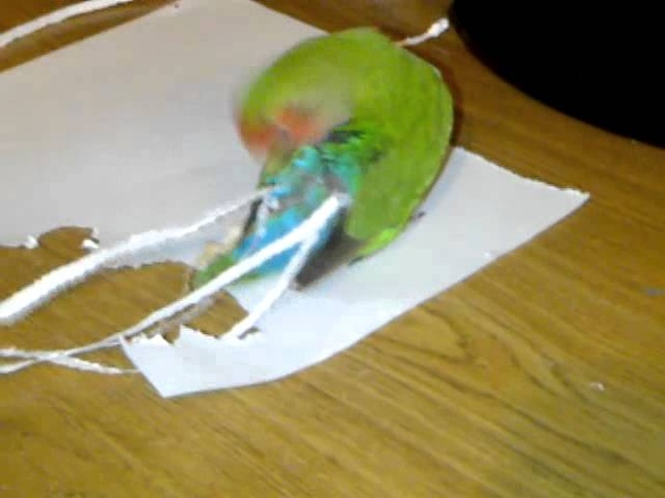 My love bird dose not like her shorter
