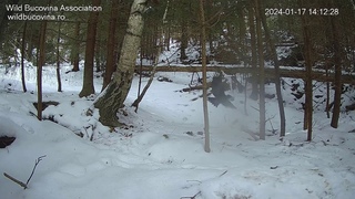 Badgers of Bucovina 🦡 Black Woodpecker in Action!🐦Черный дятел в действии! @stelianbodnari
