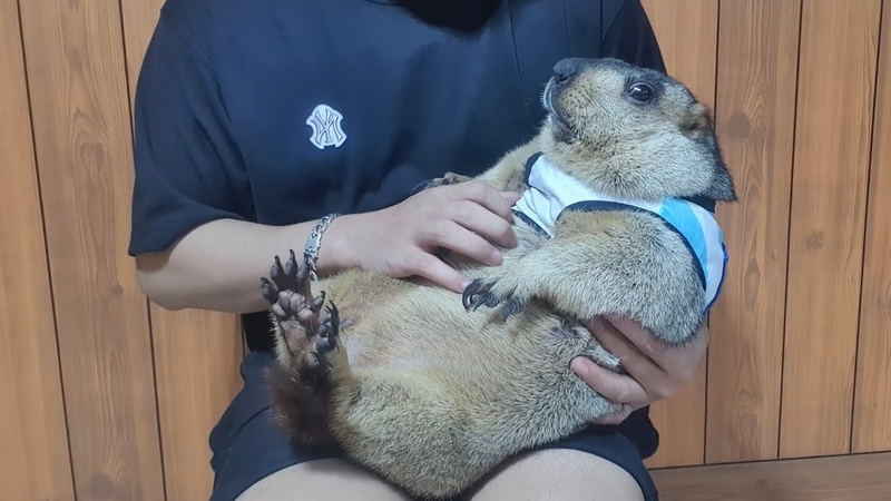 marmot sat still when he was first