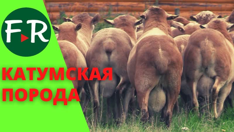 СуперЭлита Катумские племенные бараны, маточное поголовье