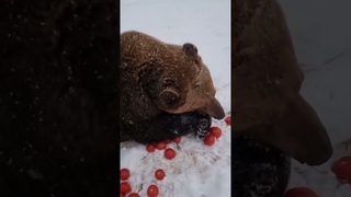 Bear eating tomato 🍅 freeze - 25 🥶 #shorts #bear #dangerousanimals