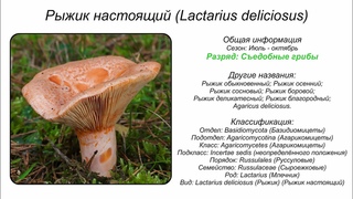 Рыжик настоящий (Lactarius deliciosus)