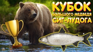 Сиг-лудога 🏆 Кубок Большого Медведя 🎁 Розыгрыш каждые 15 мин 🎣 Русская рыбалка 4 стрим рр4 #471