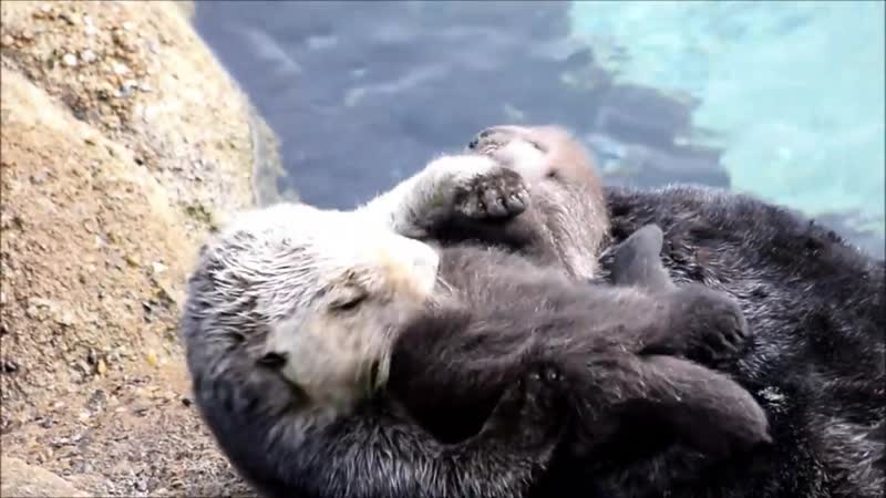 Материнская любовь калана заботится и вылизывает