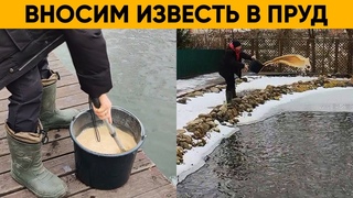 КАК ОЧИСТИТЬ ПРУД | Известкование пруда с рыбой