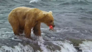 Медведи Катмай (Аляска) - Katmai bears. Brooks Falls