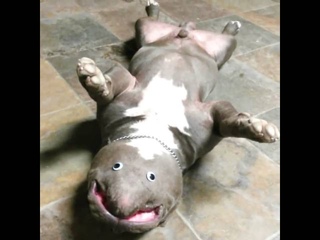 This is my new breed very exotic  #unafeyedbullyz