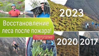 Восстановление леса после пожара!