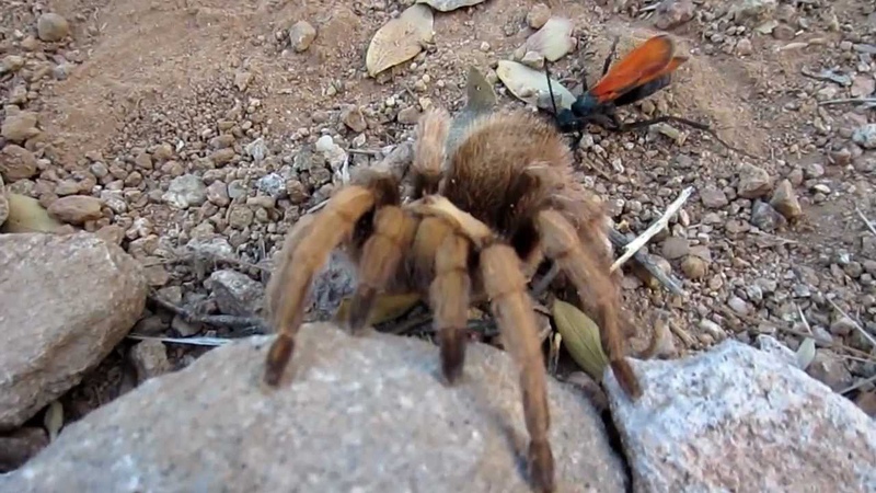 Tarantula Hawk Wasp Vs