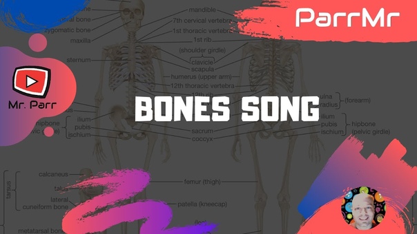 Bones