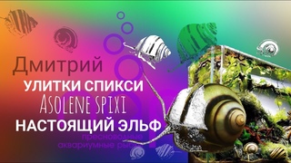 Улитка Спикси.