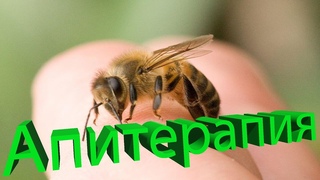 Профессор Пашаян про апитерапию