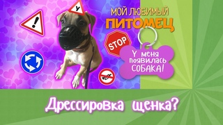 Как наладить контакт со щенком Как  улучшить отношения с собакой Практическое упражнение.