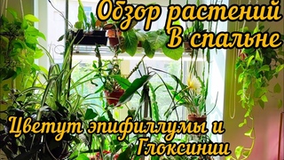 Обзор растений в спальне / Цветение Эпифиллума и Глоксинии