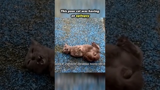 Everyone was afraid of this sick cat, but..