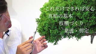 真柏を買ったらやってみよう ! 葉透かしと剪定・枝棚を作る方法 [基本]