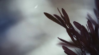 Stefan Torto - E S S O | Inner Voyage [Meditation Music Video]