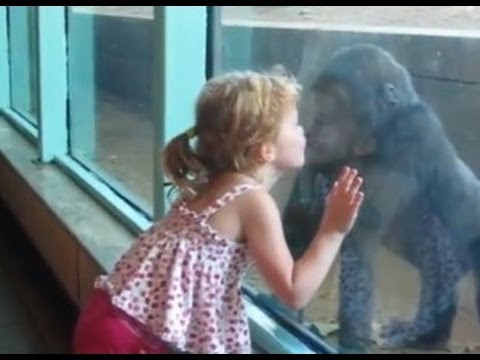 Little Girl Kyla Kisses Baby Gorilla original video posted by