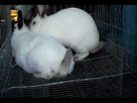 Successful Rabbit