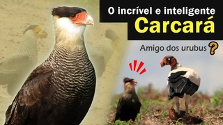 Carcar - Ave de rapina incrvel e inteligente | Carancho ou Caracar!