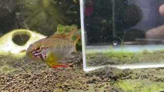 Apistogramma  ManacasiasD24