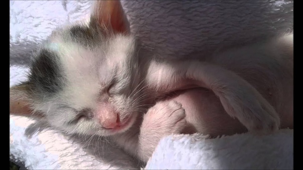 Как выкормить котенка, How to nurse a kitten. Социальный эксперимент,