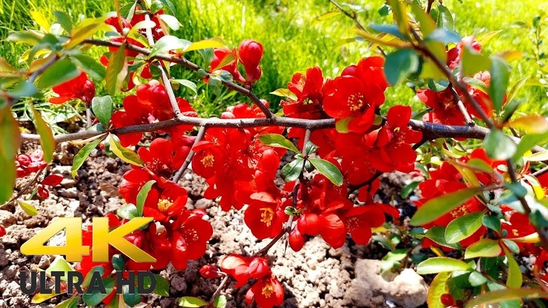 Beautiful blooming park on a sunny spring day, Soothing relaxation in 4
